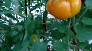 Томат Марципан золотой