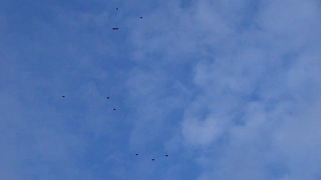 Тренировка Николаевских голубей от 16.09.2016 смотреть онлайн