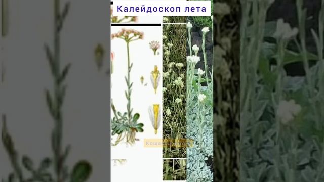 Целебный калейдоскоп...Кошачья лапка. Маленькая да удаленькая!