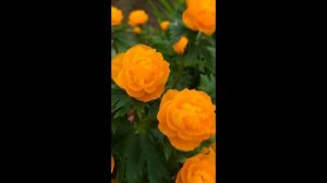 КУПАЛЬНИЦА, точнее КУПАЛЬНИЦА АЗИАТСКАЯ