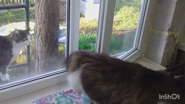 Котики кушать поданно смотреть онлайн