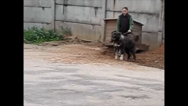 работа гуччи