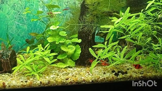 Барбусы.Аквариумные рыбки смотреть онлайн