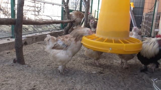 Фавероль лососевая. Наши новые куры. смотреть онлайн