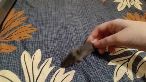 КРЫСЯТА ПЫТАЮТСЯ КУШАТЬ САМОСТОЯТЕЛЬНО. ПРЕДВАРИТЕЛЬНО ОПРЕДЕЛЯЮ ПОЛ НЕКОТОРЫХ КРЫСЯТ :)