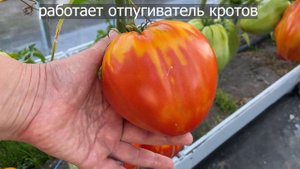 Сортовые томаты в Хавьеровской теплице / Польская слива тётушки Сварло больше килограмма