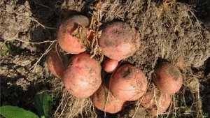 СОРТ КАРТОФЕЛЯ СИРЕНЕВЫЙ ТУМАН: ОПИСАНИЕ -ХАРАКТЕРИСТИКА СОРТА СИРЕНЕВЫЙ ТУМАН