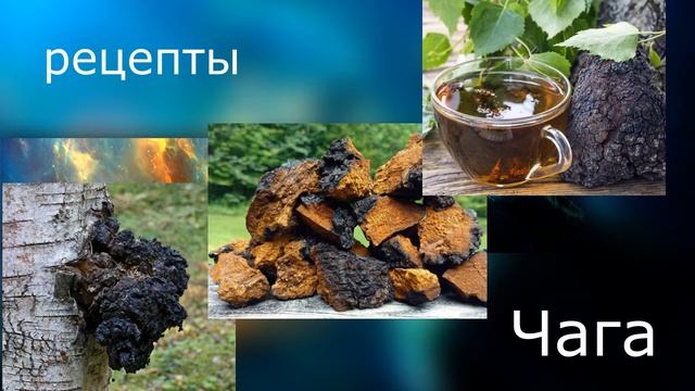чага березовая свойства и применение  рецепты от высших сил