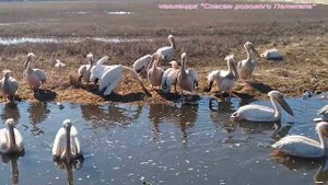Челлендж "Спасем розового Пеликана"
