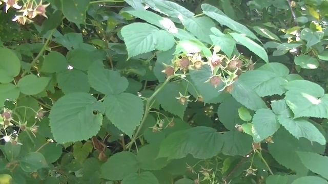 Как повысить урожайность жимолости... мой опыт..??? смотреть онлайн