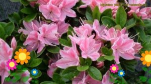 Азалия японская Кермесина Роуз. Краткий обзор rhododendron obtusum 'kermesina rose' Kermesina Rose