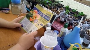 Зимнее черенкование метельчатых гортензий одревеснелыми черенками.