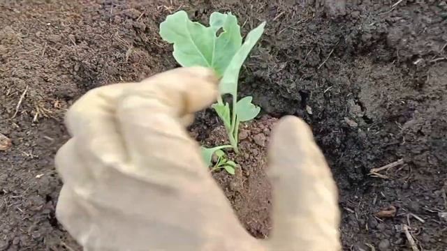 Что посадила в огороде на 23.05.23. смотреть онлайн