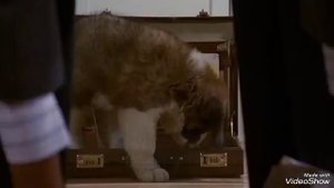 Обзор фильма Бетховен/Beethoven (1991)