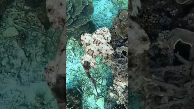 Look at this Wobbegong Shark | Animals shorts