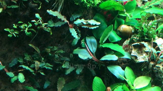 Bucephalandra and Anubias (With Names) смотреть онлайн