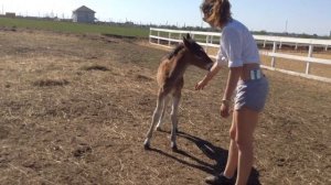 Первый выход жеребенка на улицу.