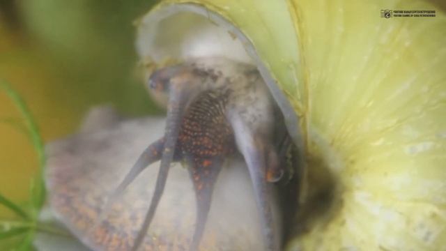 Аквариумные улитки. Большой обзор основных видов. Часть 2 из 2. // Clever Cricket смотреть онлайн