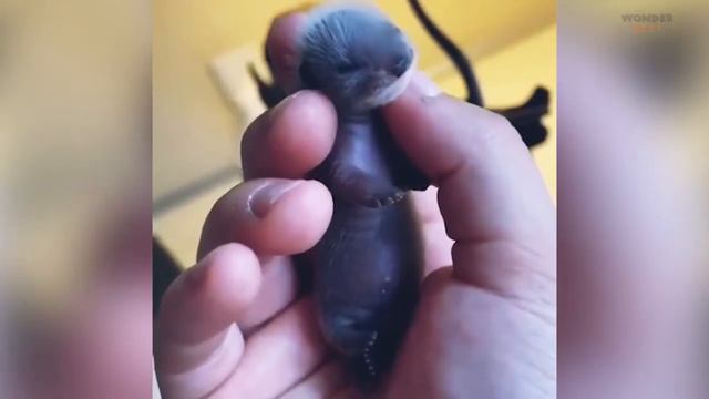 ПРИКОЛЫ С ЖИВОТНЫМИ / СМЕШНЫЕ КОТЫ / ЗАБАВНЫЕ ЖИВОТНЫЕ / ДО СЛЕЗ / ПРИКОЛЫ 2021 #1
