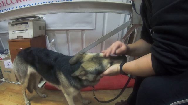 Терпение - самое главное в воспитании собаки! Занятие с помощником. смотреть онлайн