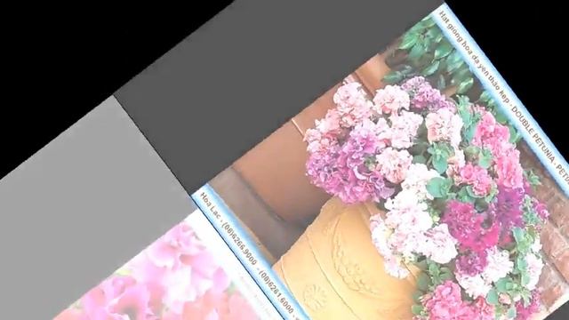 Giống hoa dạ yên thảo cánh kép смотреть онлайн