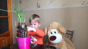 Лук |  выращиваем лук севок | посадка лука дома