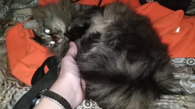 Мои кот Джон Сина... Xd