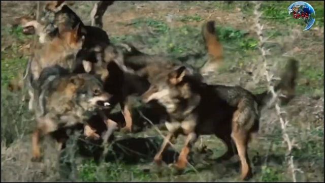 Волк играет очень важную роль в экосистеме, the wolf's role in the ecosystem смотреть онлайн