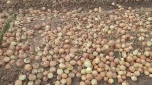 Лук от производителя. Сбор урожая..mp4