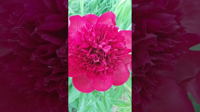 Hello Friends!  My first peony of the year is open!