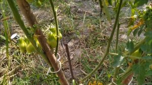 Томат,? который сажать больше не буду. МЕДОВАЯ  капля и МЕДОВАЯ  капля КРАСНАЯ .