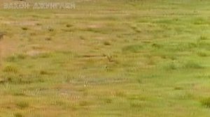 Американский барсук в деле! Против беркута, койотов и даже росомахи! Бесстрашный родственник медоед