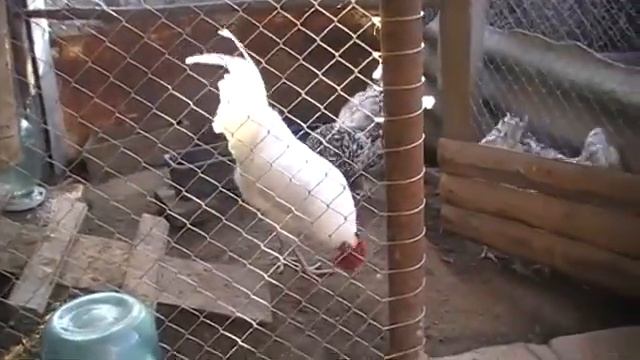 ПУШКИНСКАЯ ПОРОДА КУР характеристика МНЕНИЕ ПТИЦЕВОДА смотреть онлайн