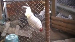 ПУШКИНСКАЯ ПОРОДА КУР характеристика МНЕНИЕ ПТИЦЕВОДА