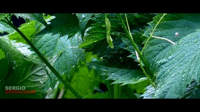 Sergio Seragaum - Om so hum | Mantra | RELAX смотреть онлайн