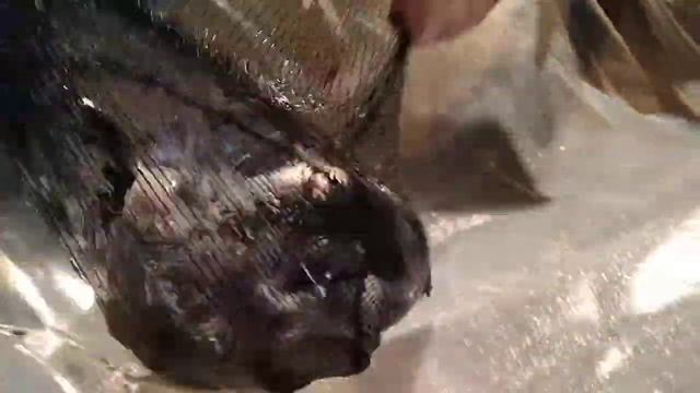 Гидролифт для 250 кг малька форели! смотреть онлайн