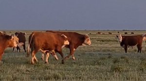 Симменталы и герефорды запустили к коровам