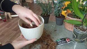 Катлея, пересадка