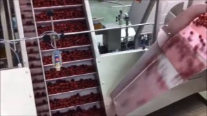 Оборудование для шоковой заморозки ягод: вишни и черешни. Мойка, удаление косточки, упаковка вишни.