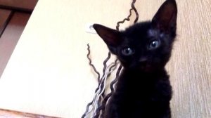 «На помойку, уродец!»: женщина купила Сфинкса за 10 тысяч, но кот вырос не таким, как ожидалось