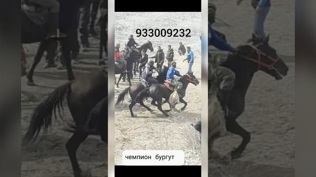 Аспи фуруши дар н Рашт  9 сола 19 хазор сомон  номр 000883297