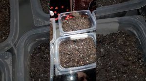 Всходы глоксинии. Глоксиния из семян в домашних условиях.