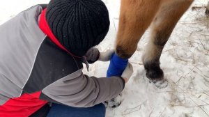 Как поседлать лошадь? Разбираюсь в новой амуниции.