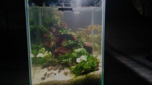 Какие растения посадить в креветочник. Запуск креветочника.