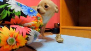 Очень..очень...очень ЗЛАЯ ЧИХУАХУА/а потом МИЛОТА...