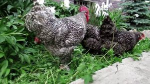 МЕХЕЛЕНСКАЯ КУКУШКА. ДАРЬИН ДВОР