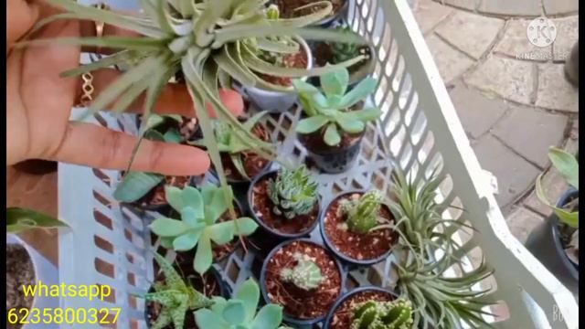 plants sale//All kerala delivery available. #onlineplants.#surumisakkeer.