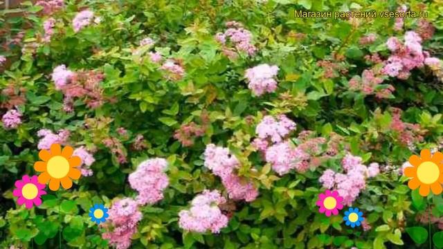 Спирея японская Оденсала. Краткий обзор, описание характеристик spiraea japonica Odensala
