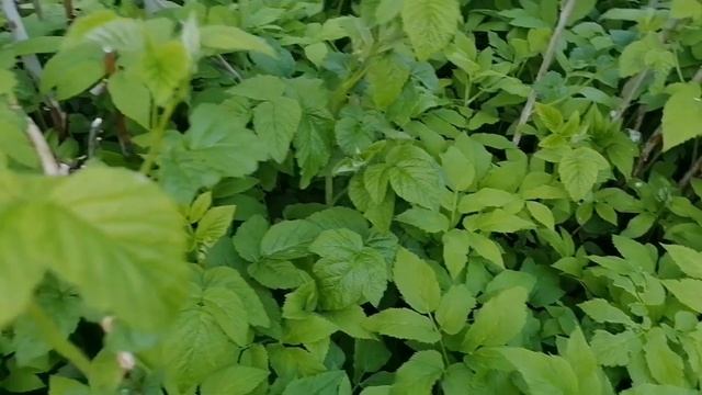 Косим заросли травы /серп в помощь /лето смотреть онлайн