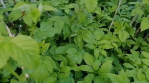 Косим заросли травы  /серп в помощь /лето